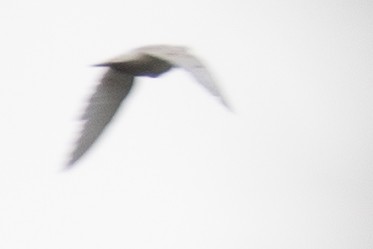 Rock Pigeon (Feral Pigeon) - Daniel Hinckley | samazul.com
