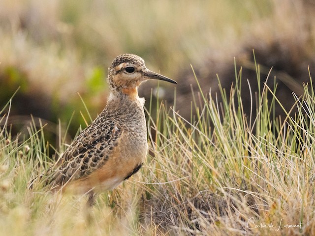 Juvenile. - Tawny-throated Dotterel - 