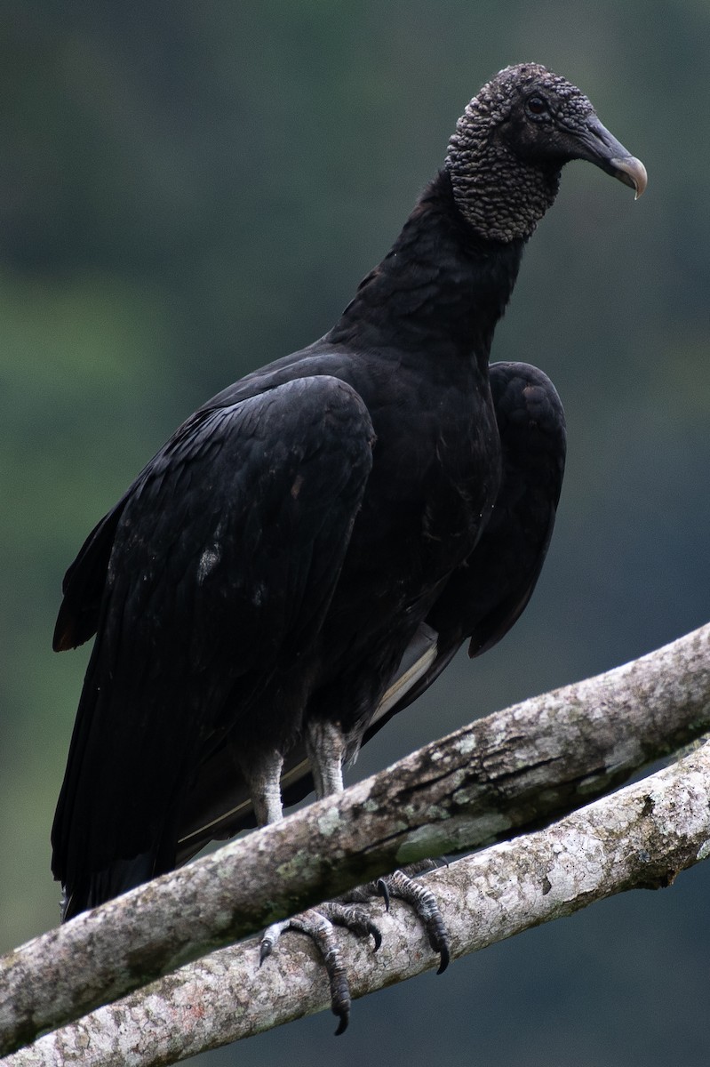 Black Vulture - Daniel Hinckley | samazul.com