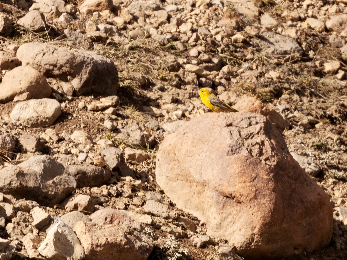 Greater Yellow-Finch - ML295653921