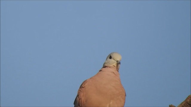 Red Collared-Dove - ML295657361
