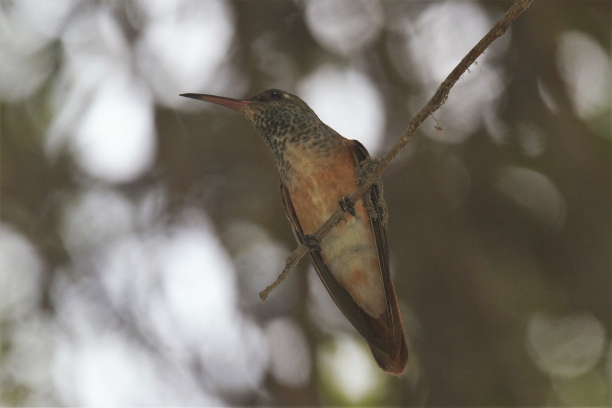 Amazilia Hummingbird - ML295673871