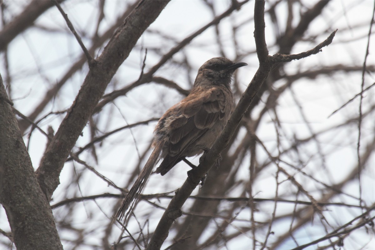 Long-tailed Mockingbird - ML295673941