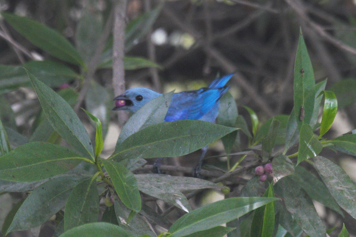 Blue-gray Tanager - ML295673971