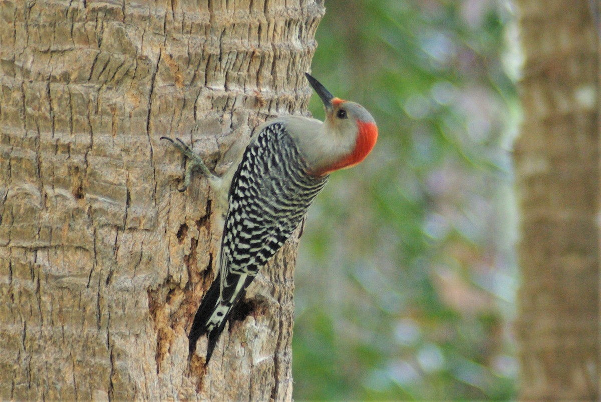 Red-bellied Woodpecker - walter sliva