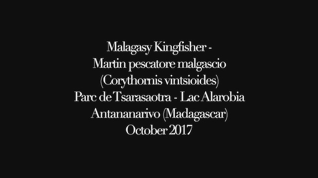 Malagasy Kingfisher - ML295685631