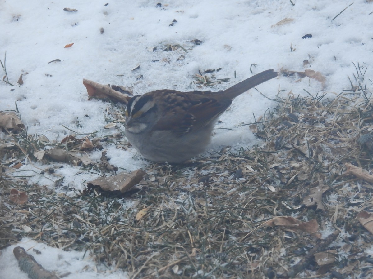 White-throated Sparrow - ML295686191