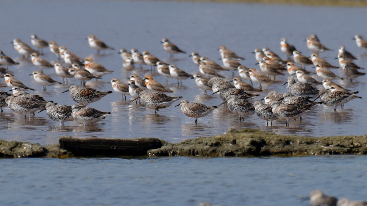 Red Knot - ML295686661