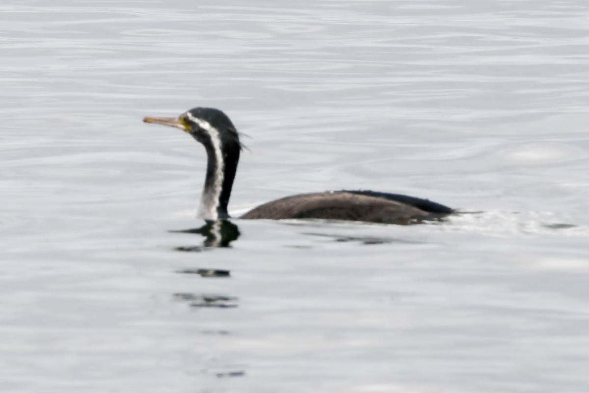 Spotted Shag - ML295687561