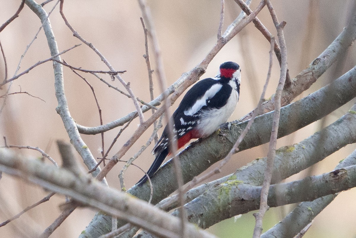 Great Spotted/Syrian Woodpecker - ML295689781