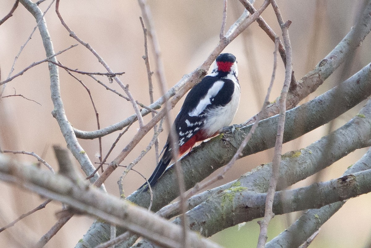 Great Spotted/Syrian Woodpecker - ML295689791