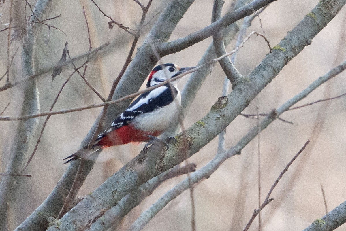 Great Spotted/Syrian Woodpecker - ML295689811