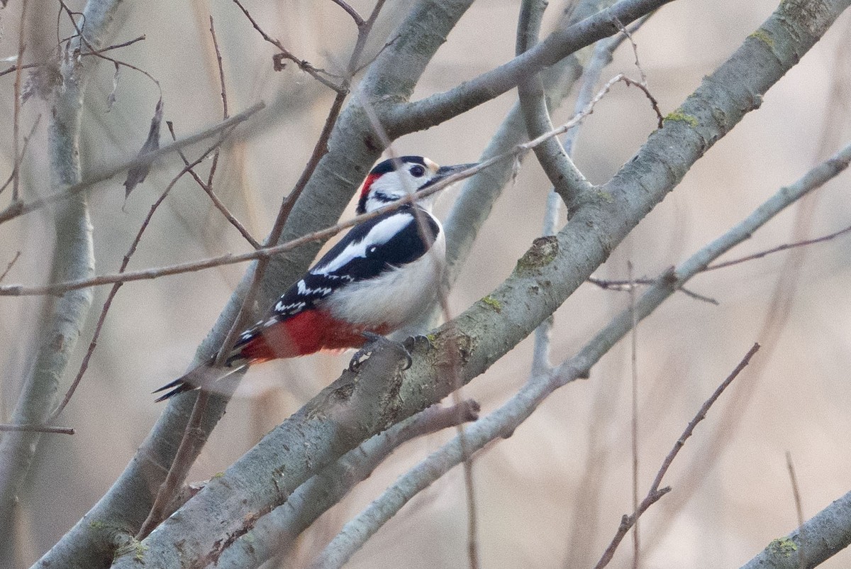 Great Spotted/Syrian Woodpecker - ML295689821