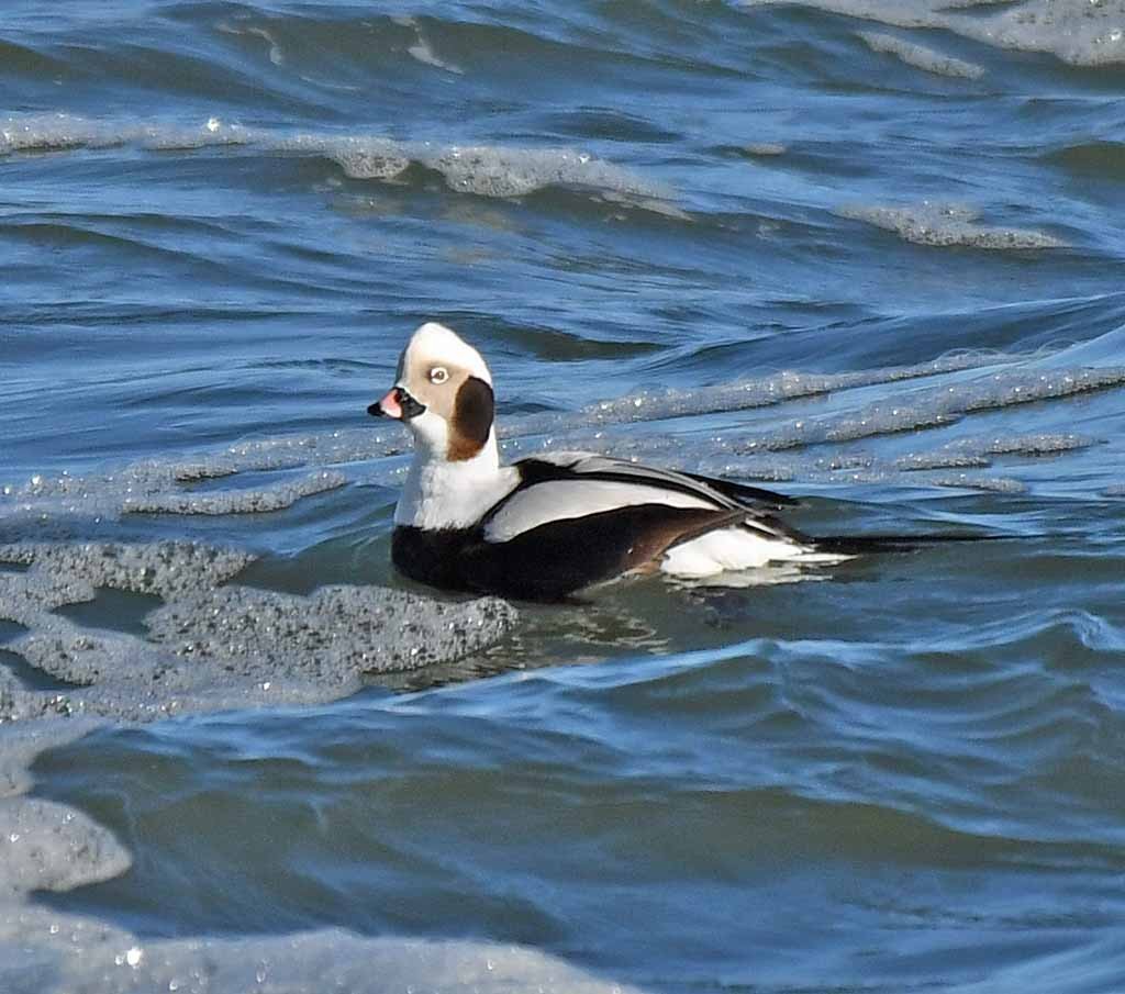 Long-tailed Duck - ML295691371