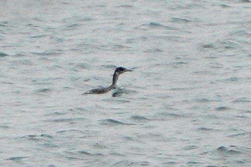 Red-necked Grebe - ML295692491
