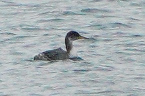 Red-necked Grebe - ML295693601