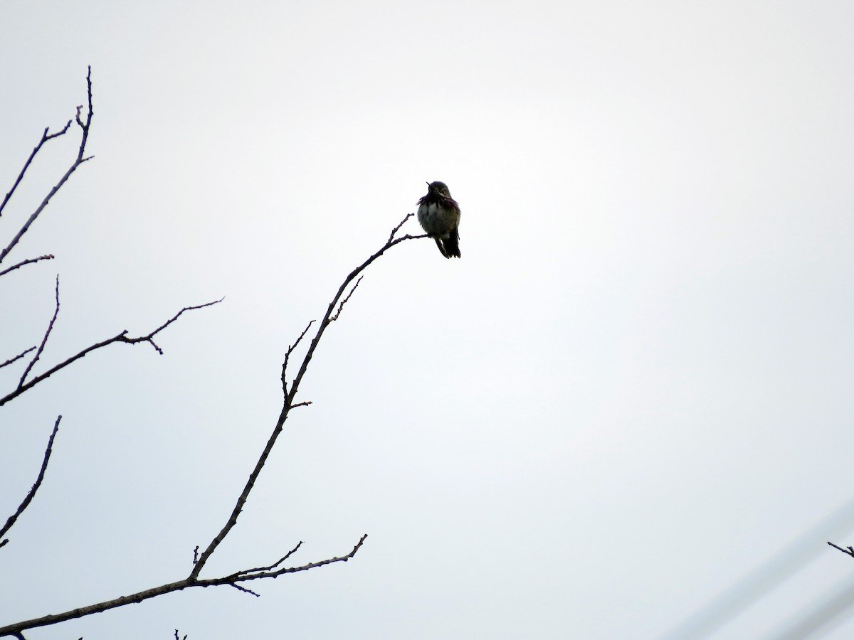Calliope Hummingbird - ML29569701