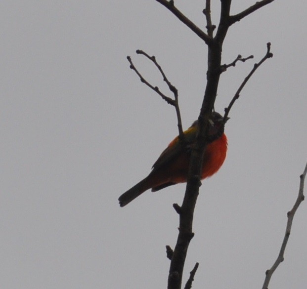 Painted Bunting - ML29569881
