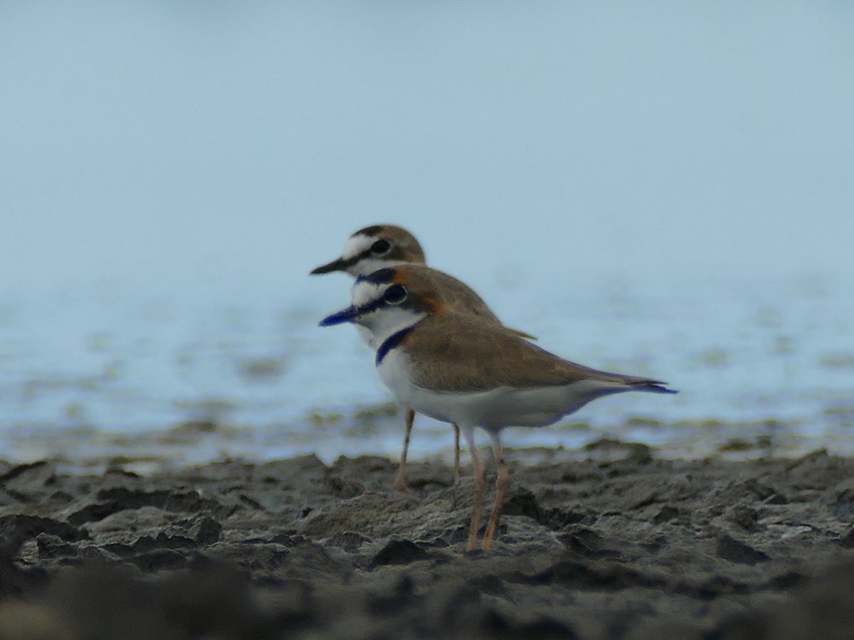 Collared Plover - ML295704951