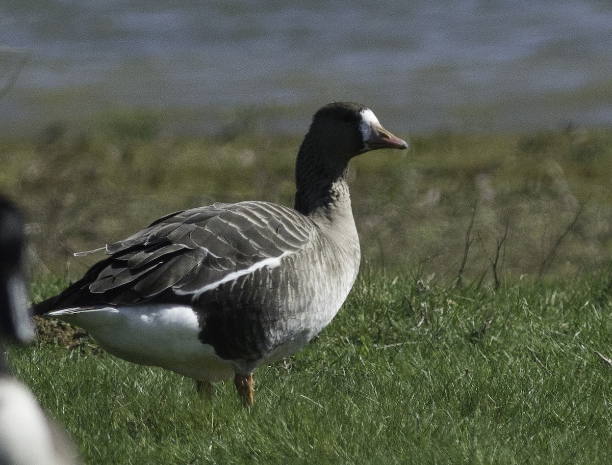 Greater White-fronted Goose (Eurasian) - Jacob Spinks