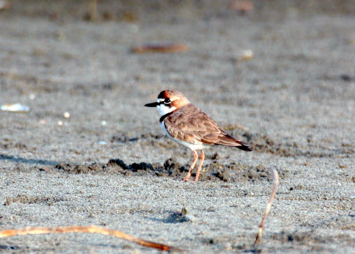 Collared Plover - ML29572061