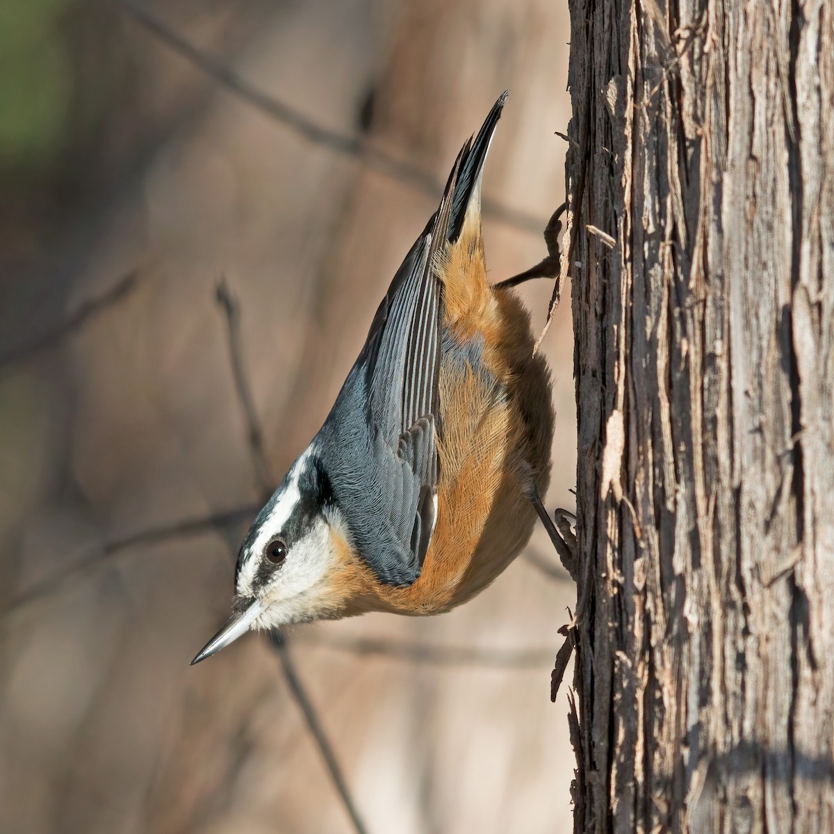 Red-breasted Nuthatch - ML295721311