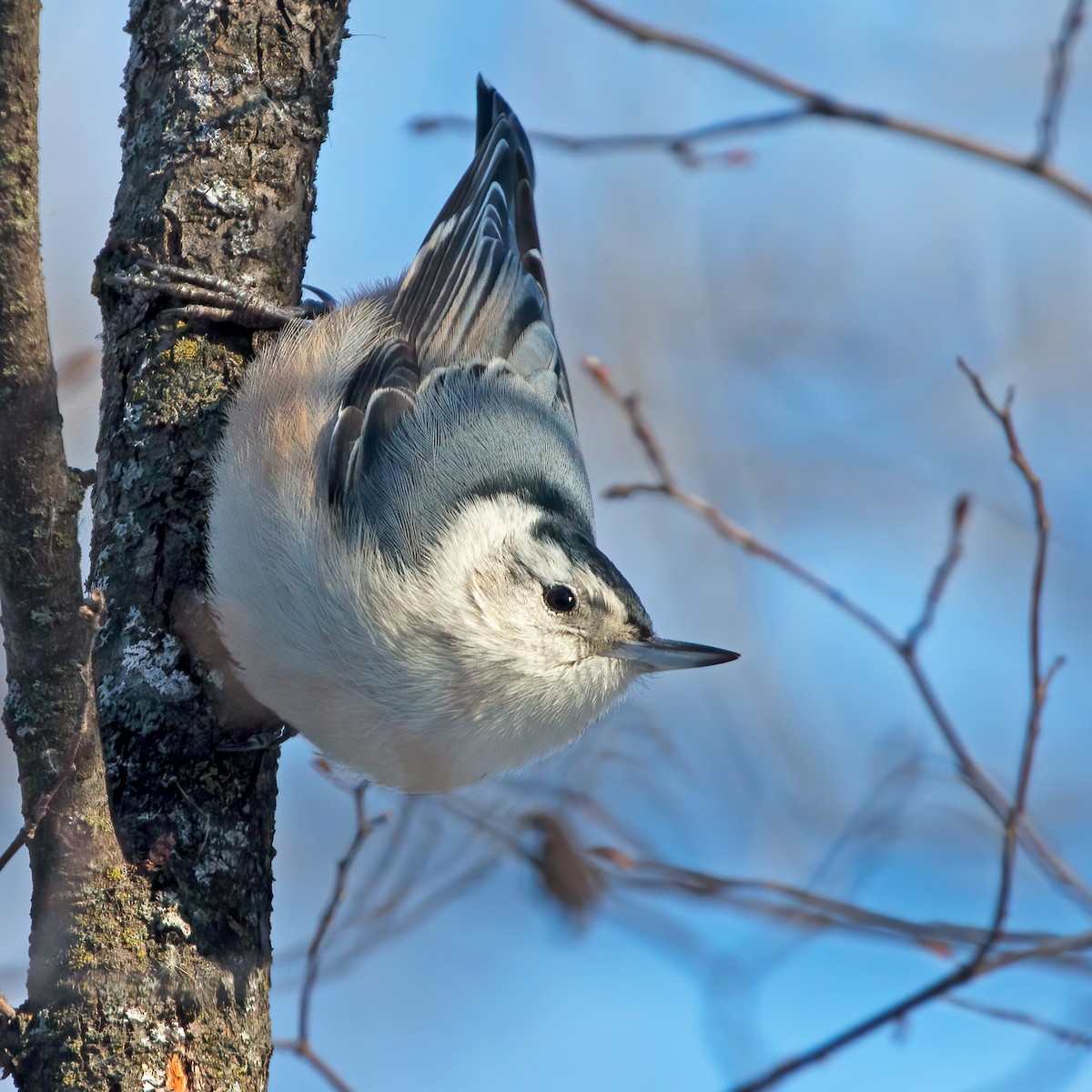 White-breasted Nuthatch (Eastern) - ML295725811