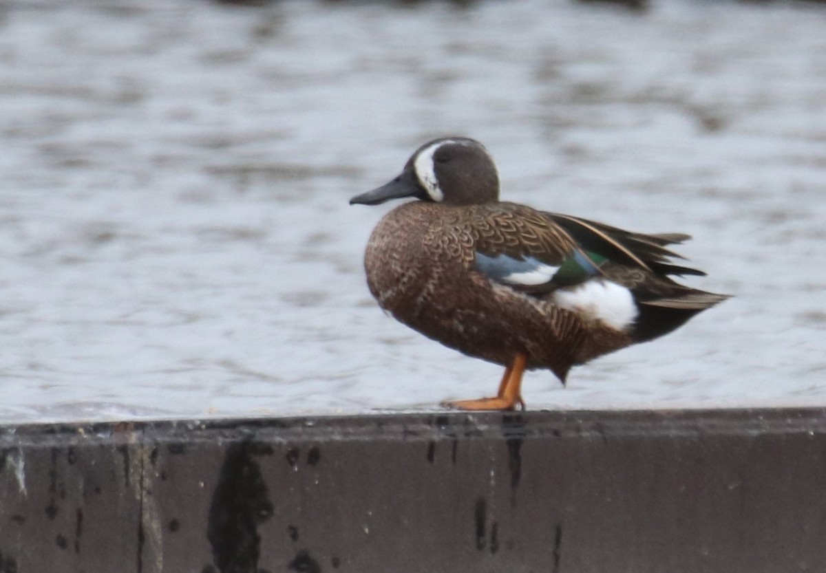 Blue-winged Teal - ML295739271