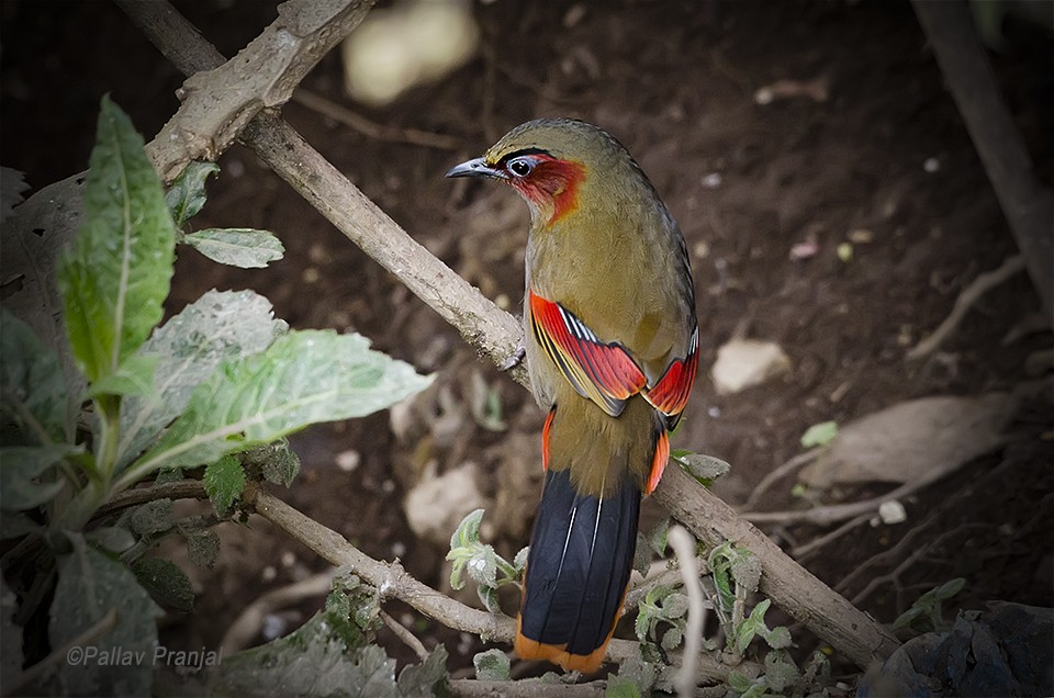 Red-faced Liocichla - ML295739331