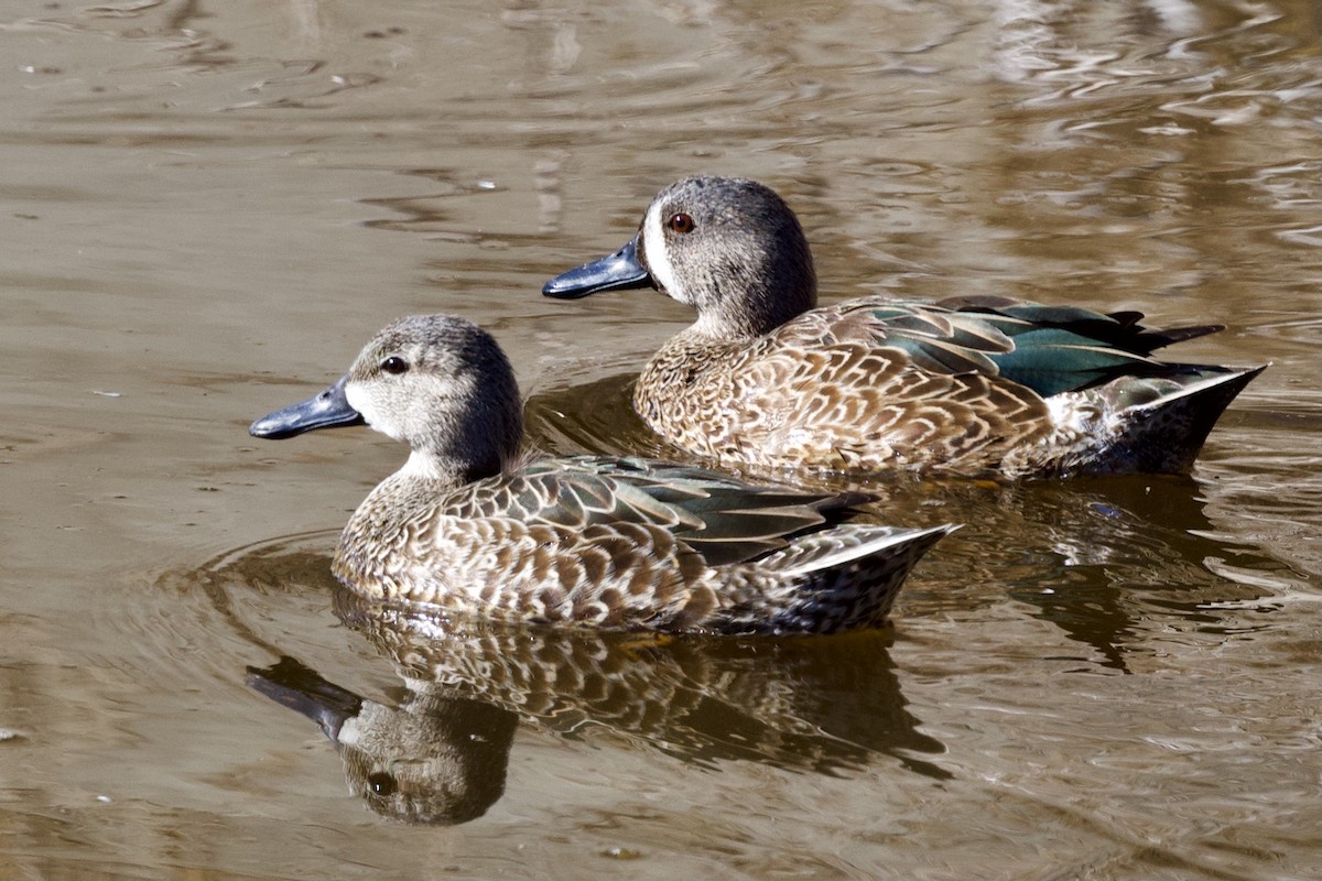 Blue-winged Teal - ML295749521