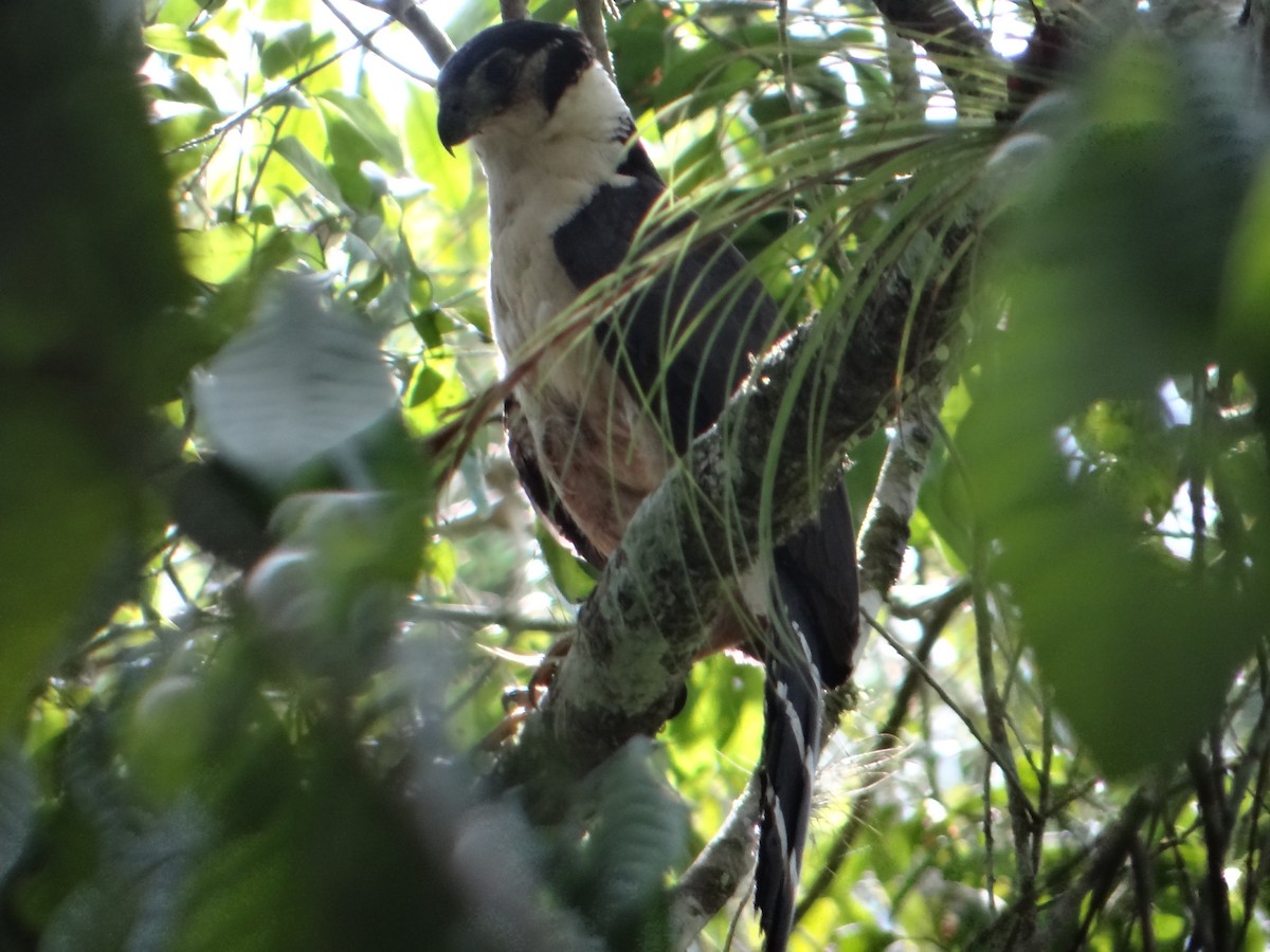 Collared Forest-Falcon - Elías  Salvatierra