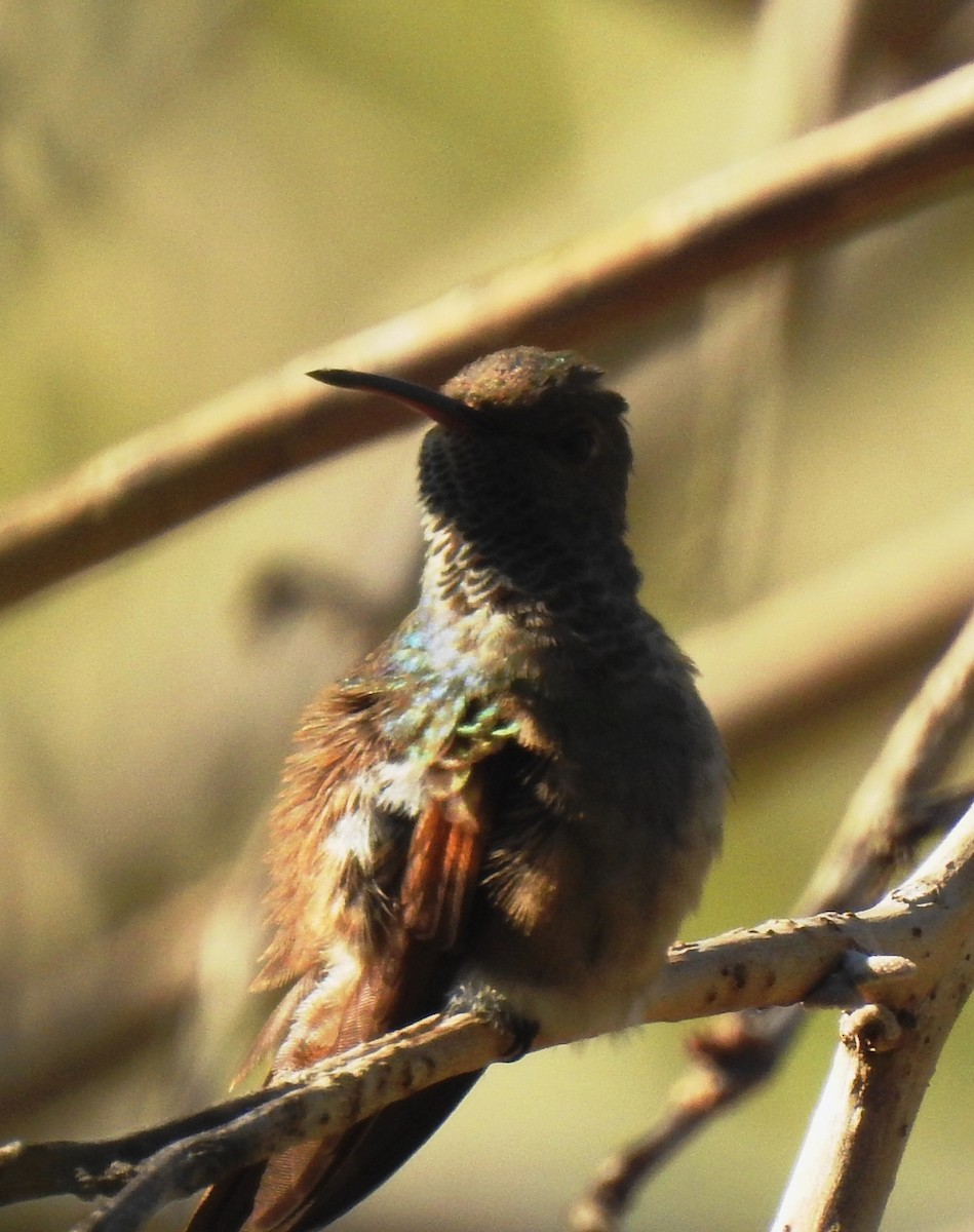 Berylline Hummingbird - Suzanne Hall