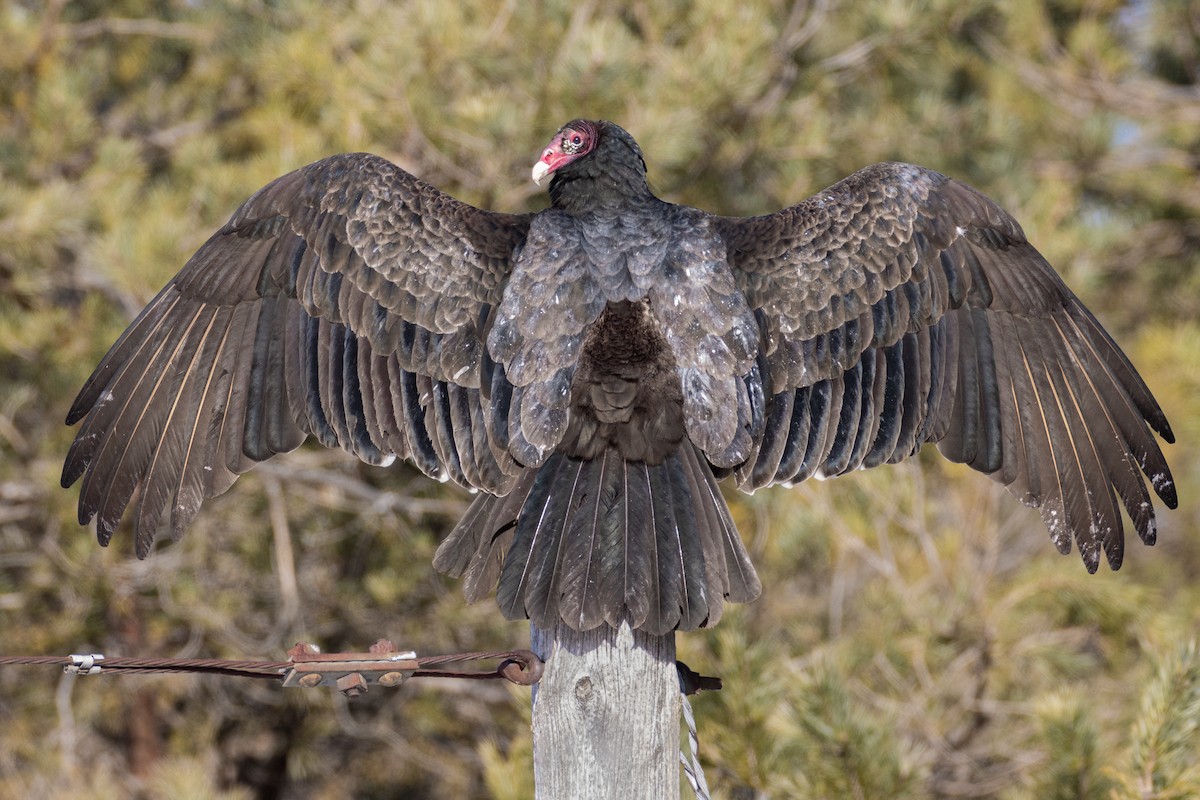 Turkey Vulture - ML295753821
