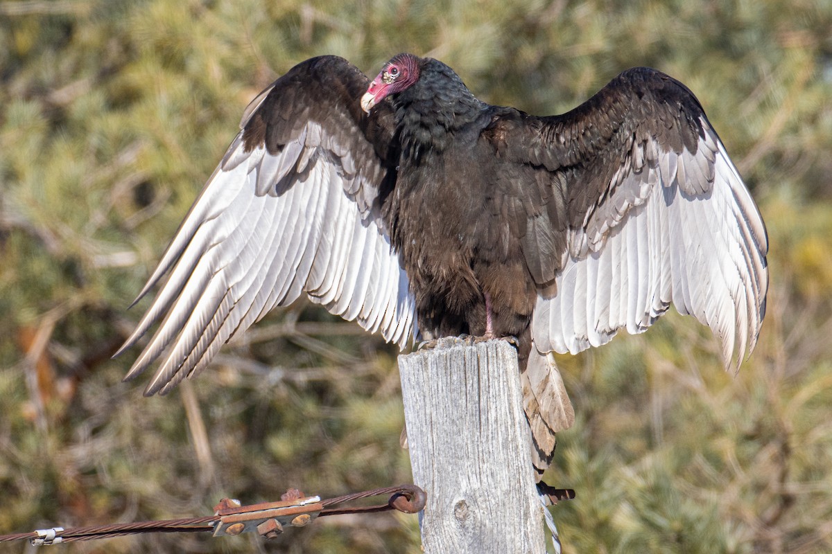 Turkey Vulture - ML295753911