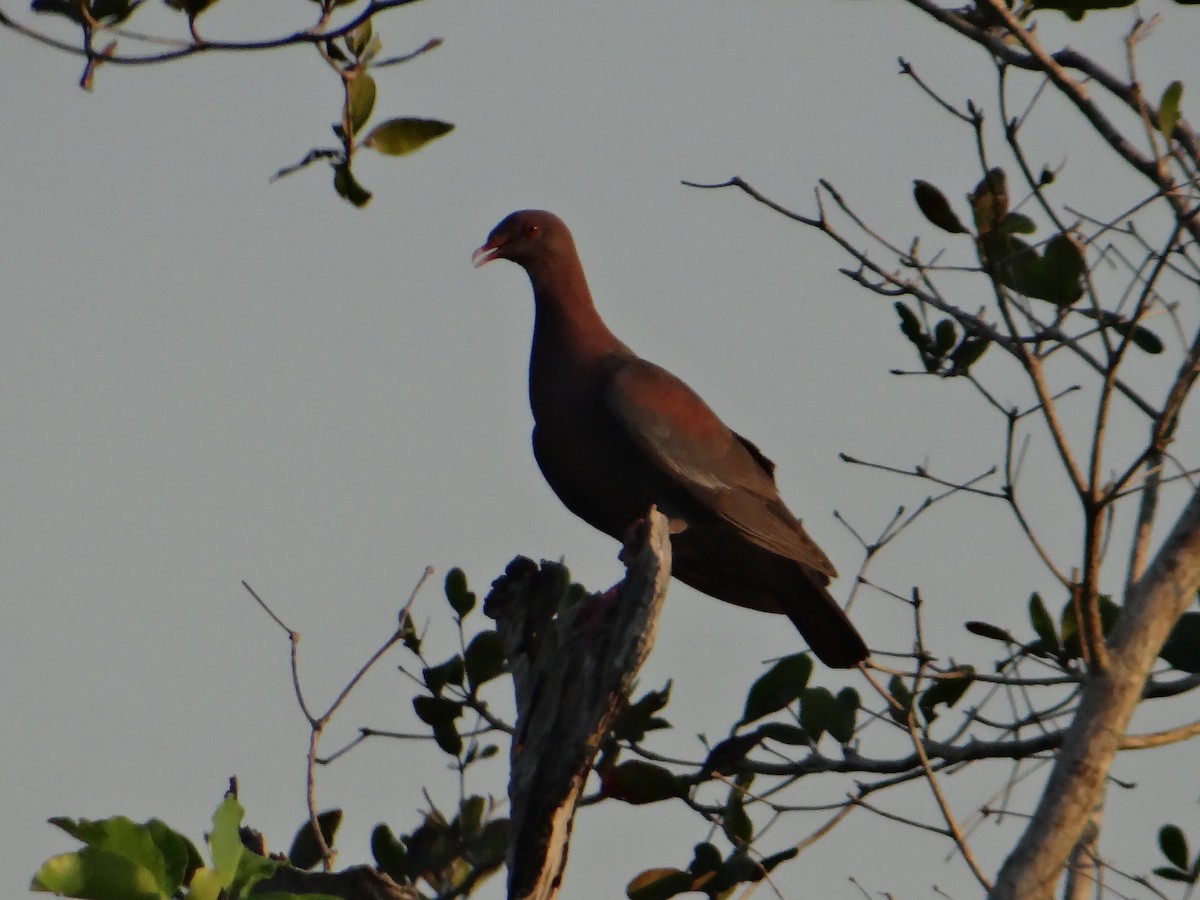 Red-billed Pigeon - Elías  Salvatierra
