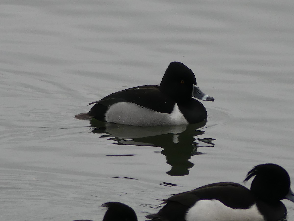Ring-necked Duck - ML295756601