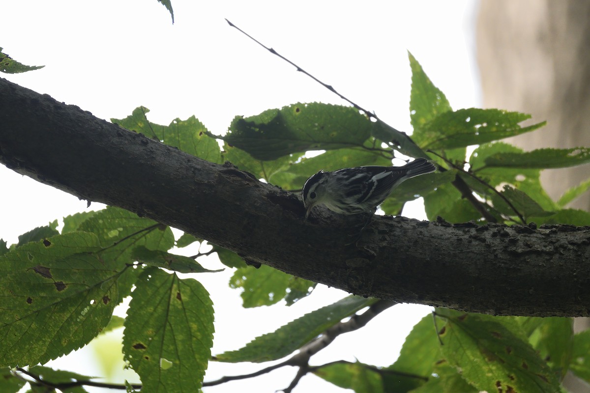 Black-and-white Warbler - ML295759461