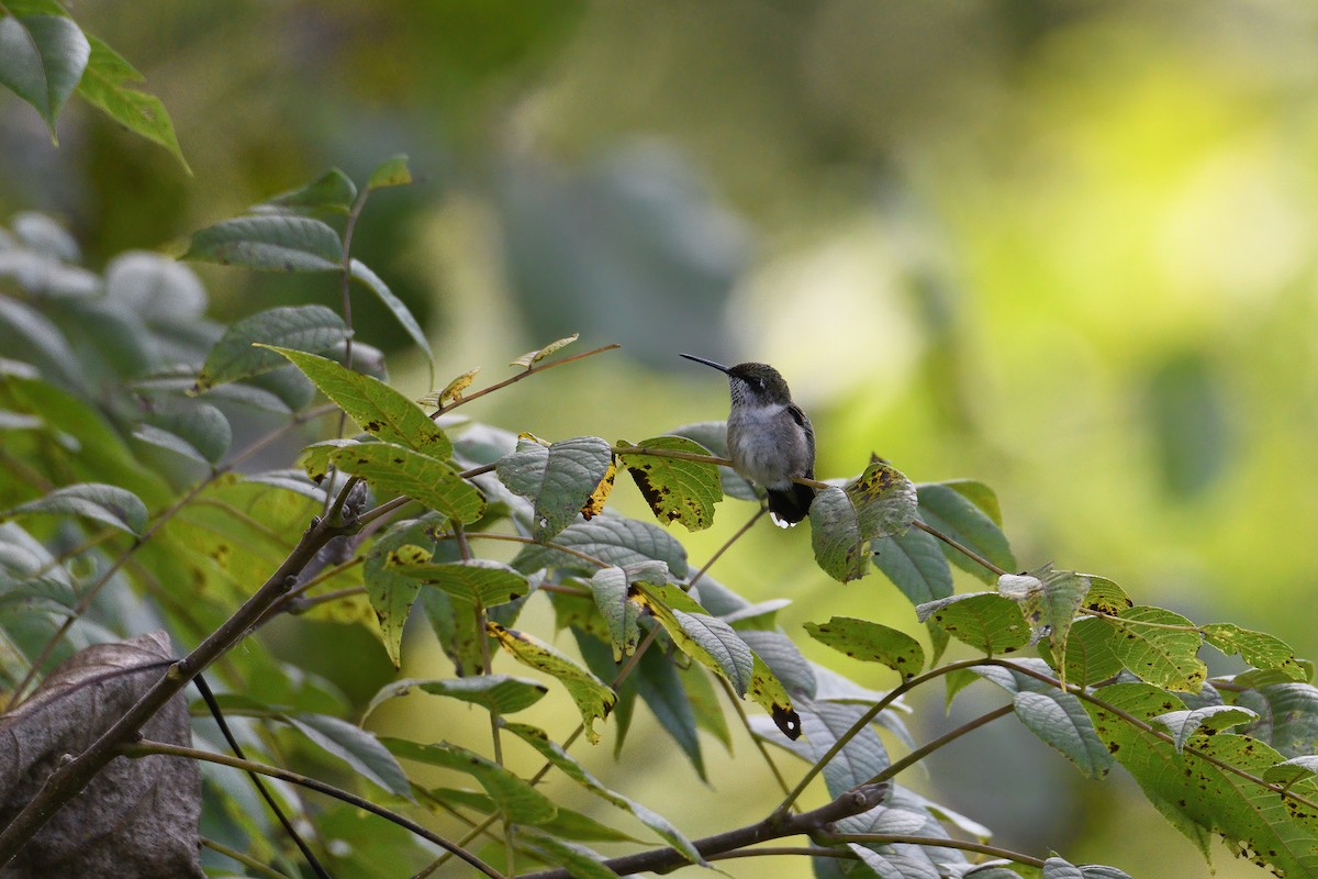 Ruby-throated Hummingbird - ML295760061