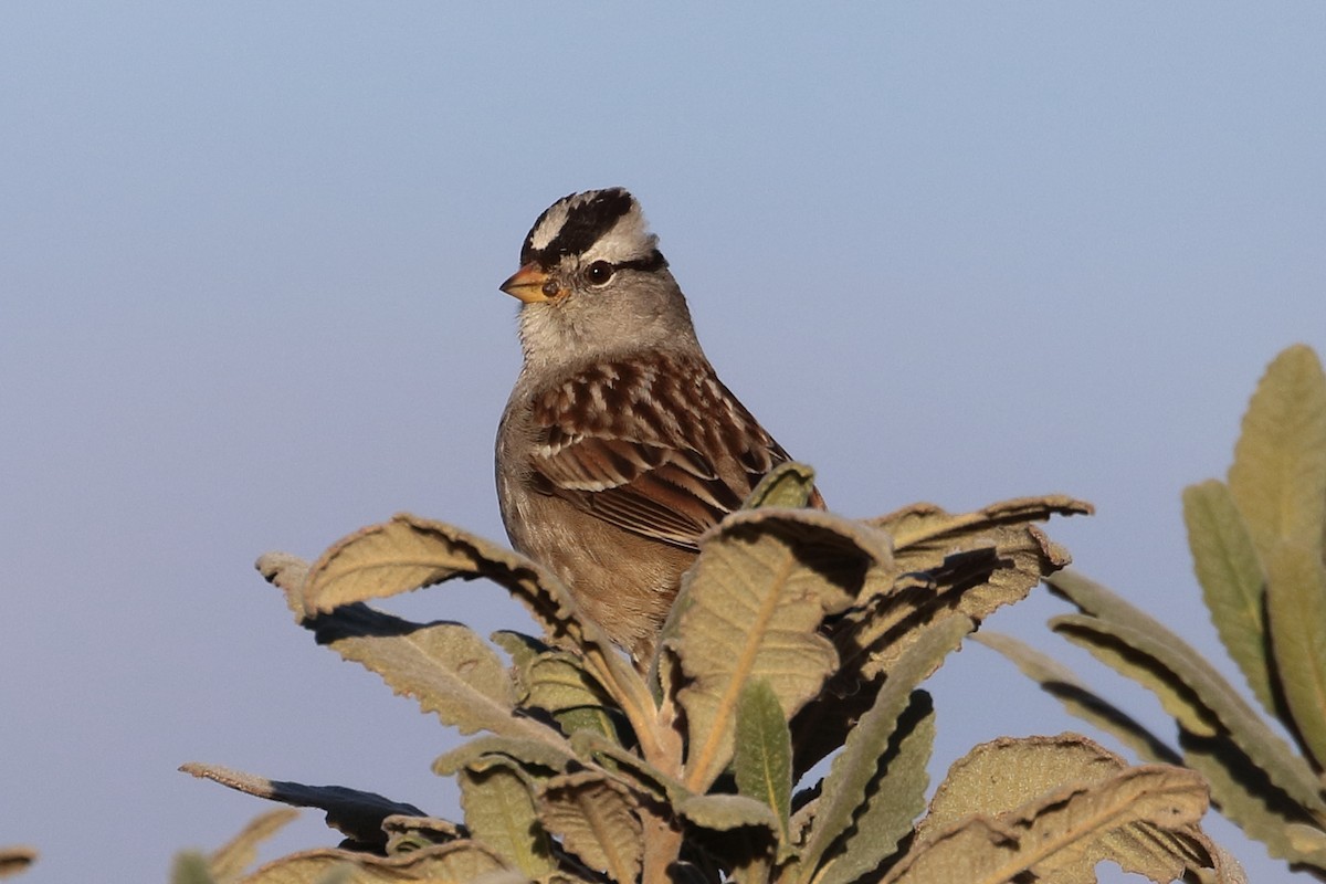White-crowned Sparrow - ML295765101