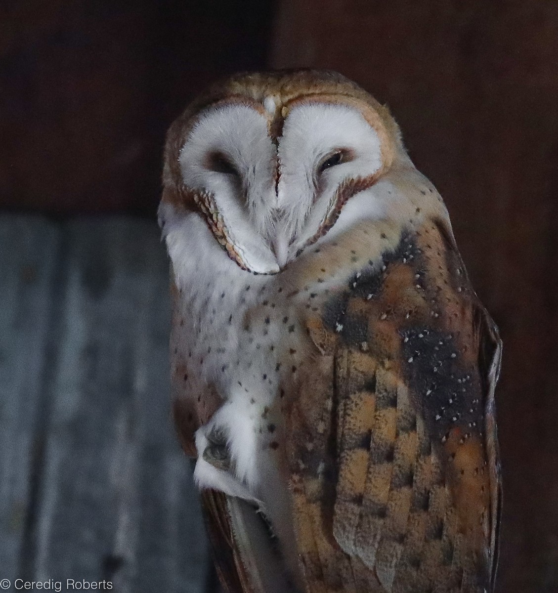 Barn Owl - Ceredig  Roberts