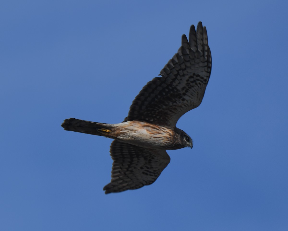 Northern Harrier - Keith McCullough