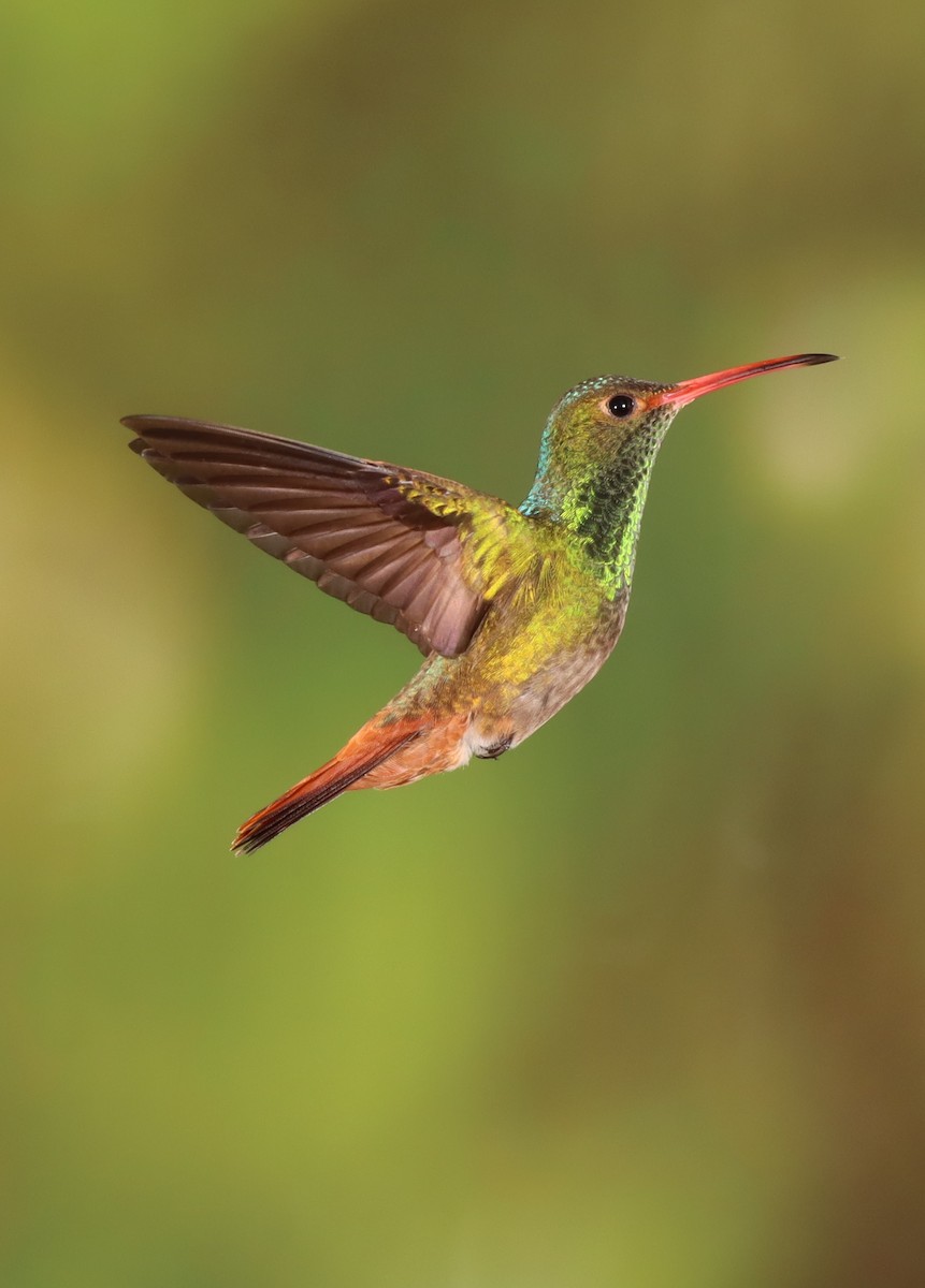 Rufous-tailed Hummingbird - Debbie Hurlbert