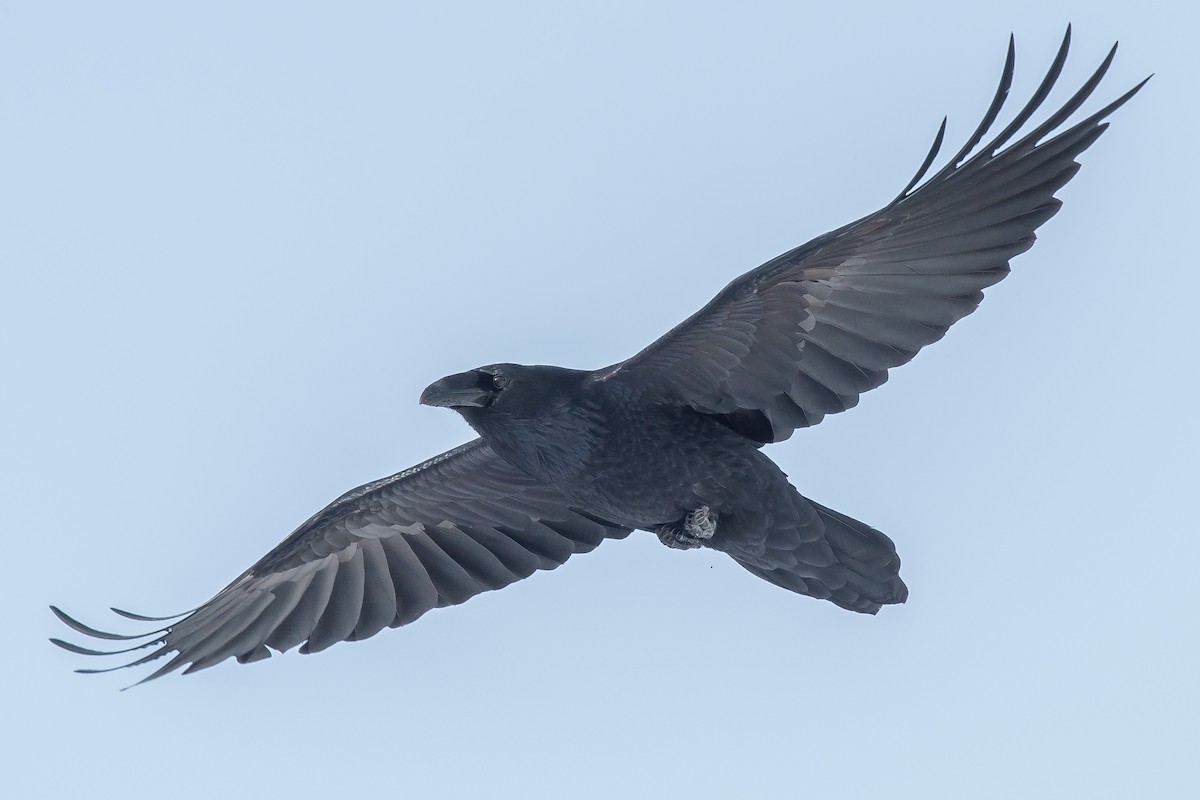 Common Raven - ML295772111