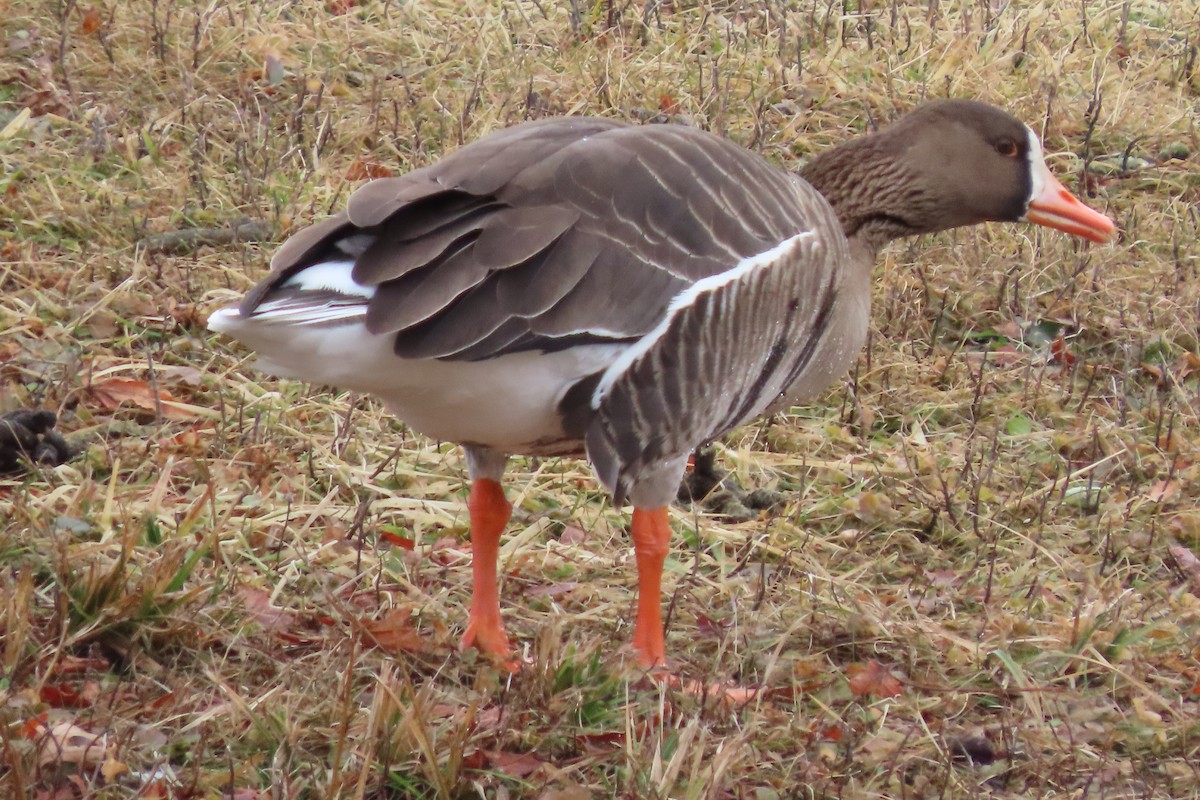 Greater White-fronted Goose - ML295778901