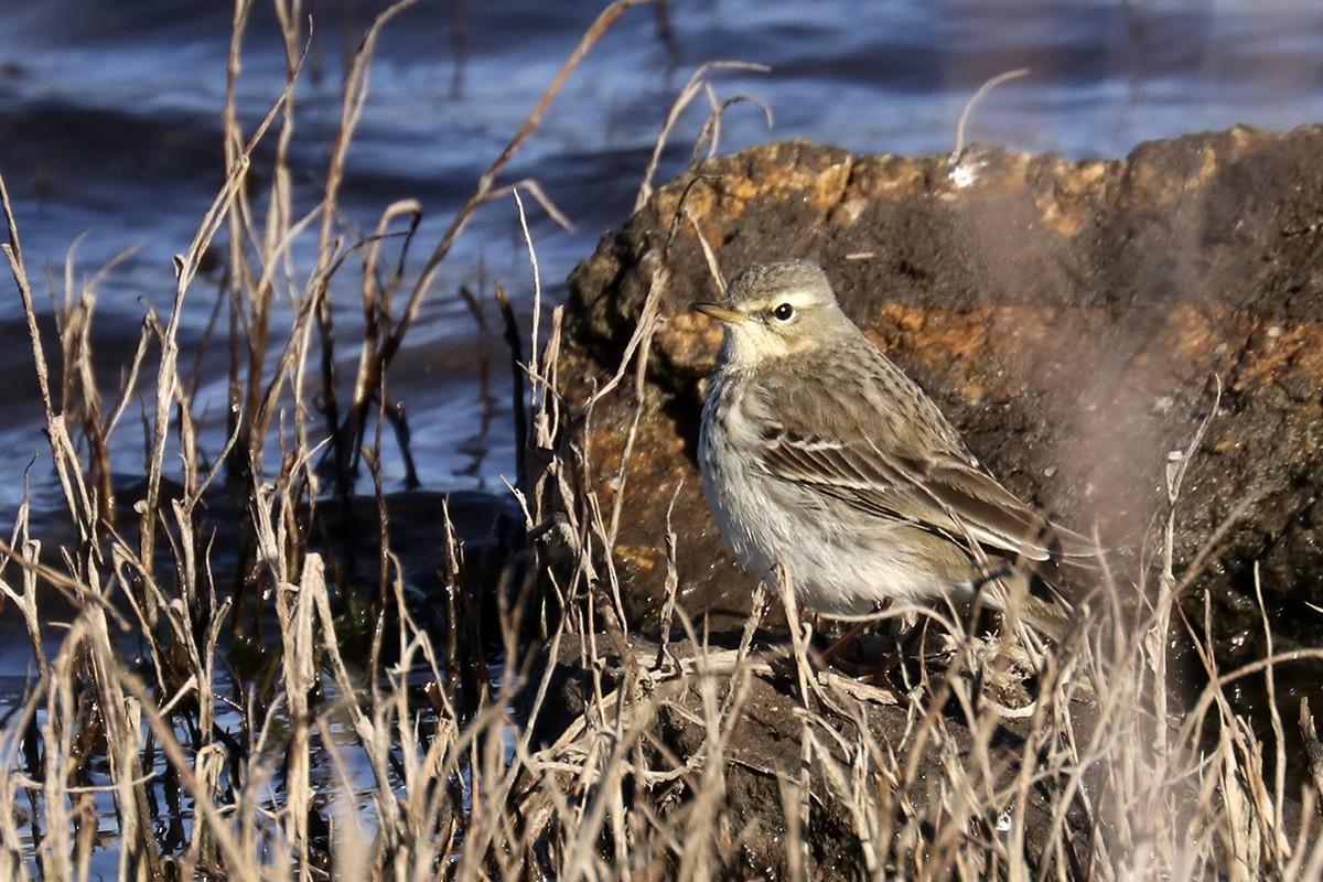 Water Pipit - ML295780361