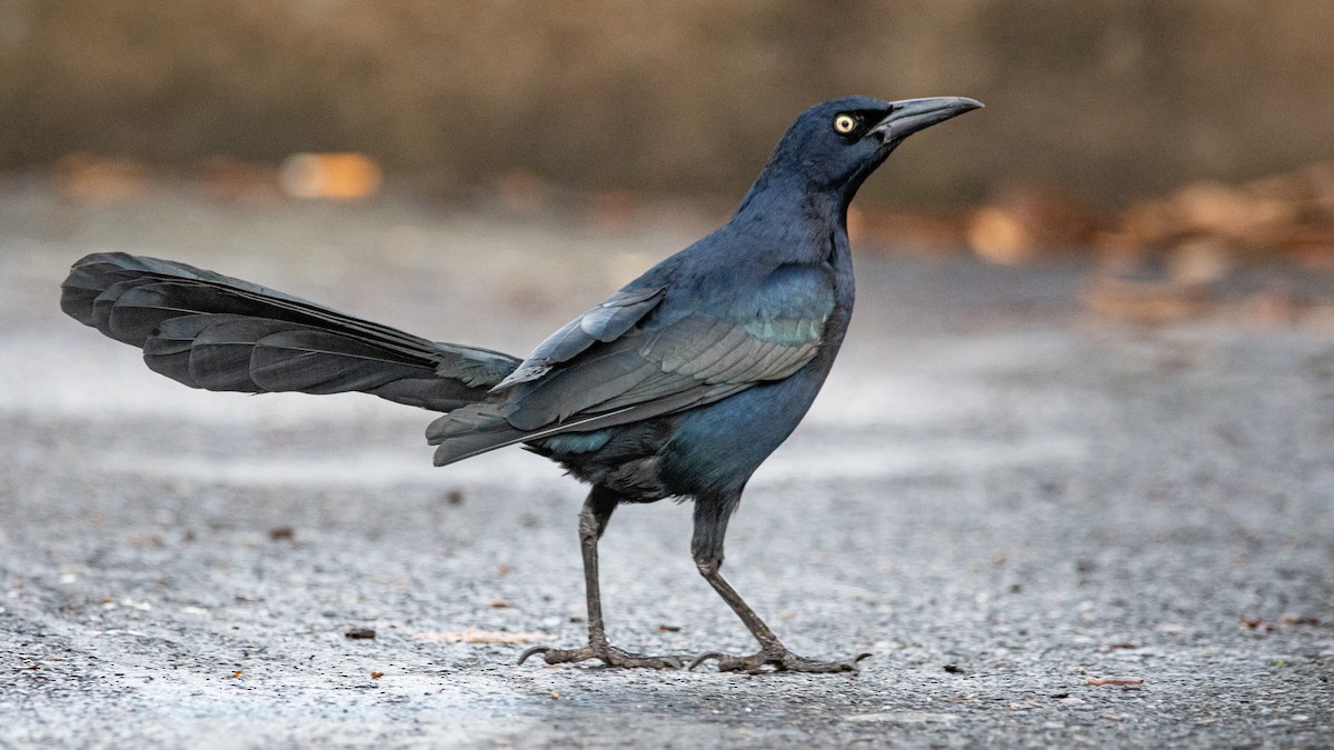 Great-tailed Grackle - ML295782191