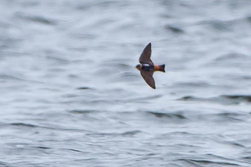 Cave Swallow - ML29578241