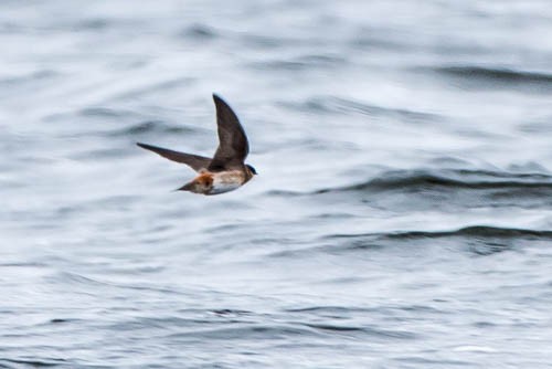 Cave Swallow - ML29578251