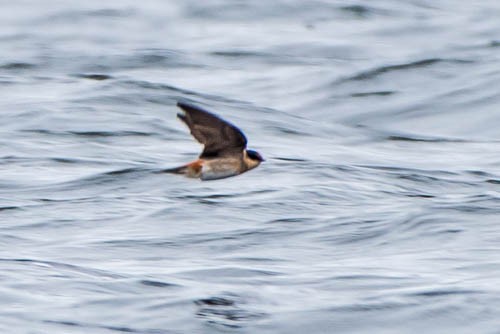 Cave Swallow - ML29578261
