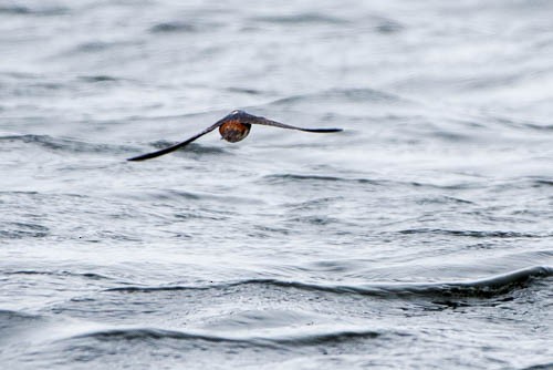 Cave Swallow - ML29578271